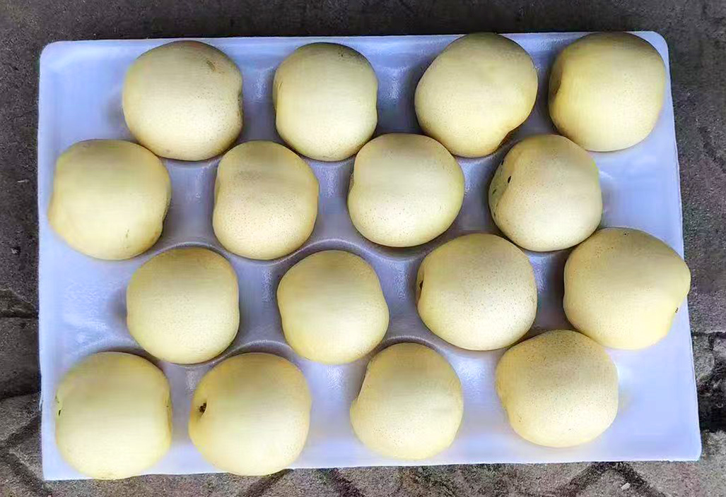 皇冠梨6