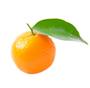 Nanfeng Baby Mandarin