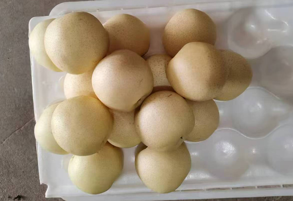 皇冠梨3