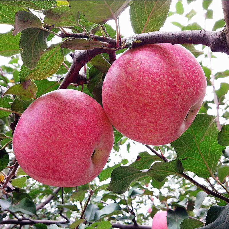 Red Qinguan Apple