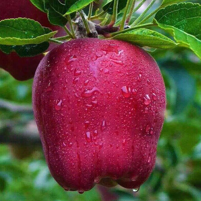 花牛