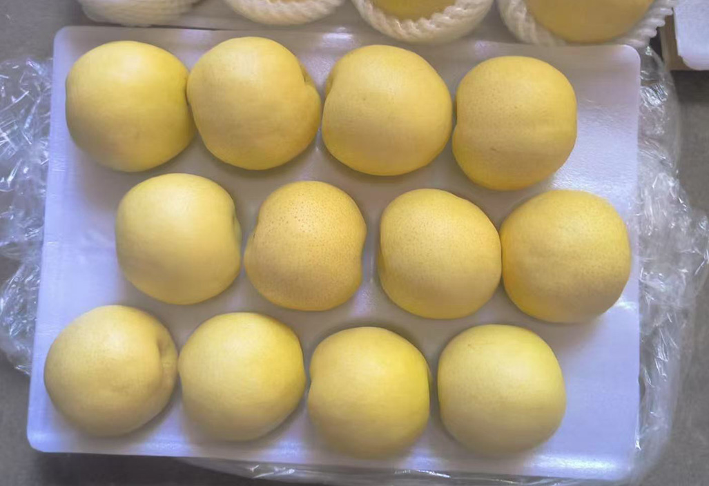 黄金梨3