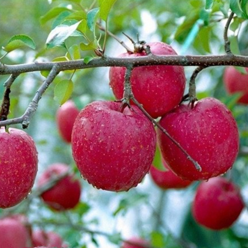 Red Qinguan Apple